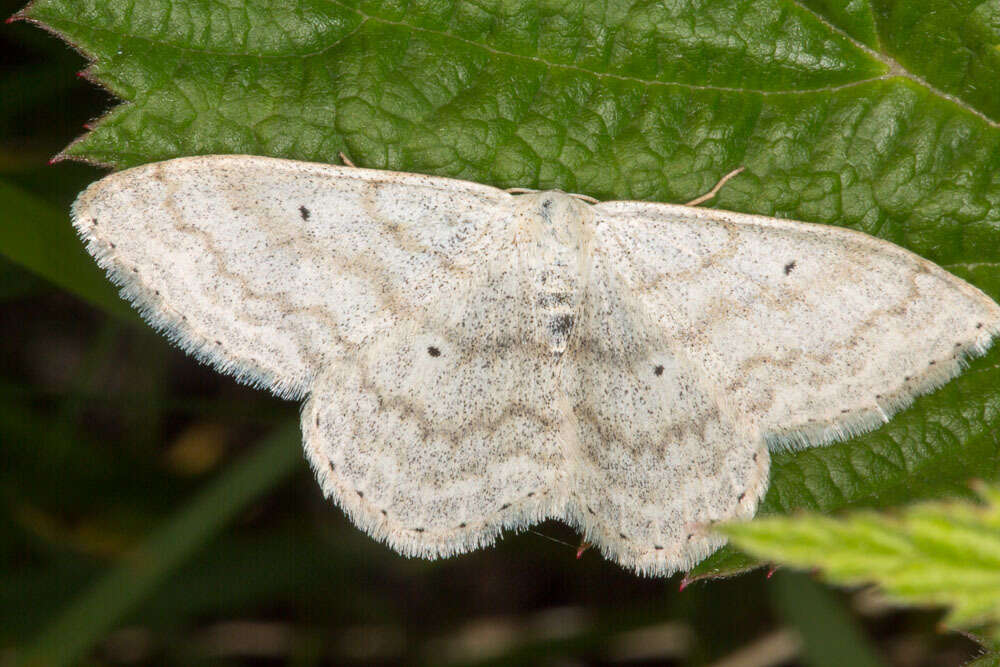 Слика од Scopula incanata Linnaeus 1758