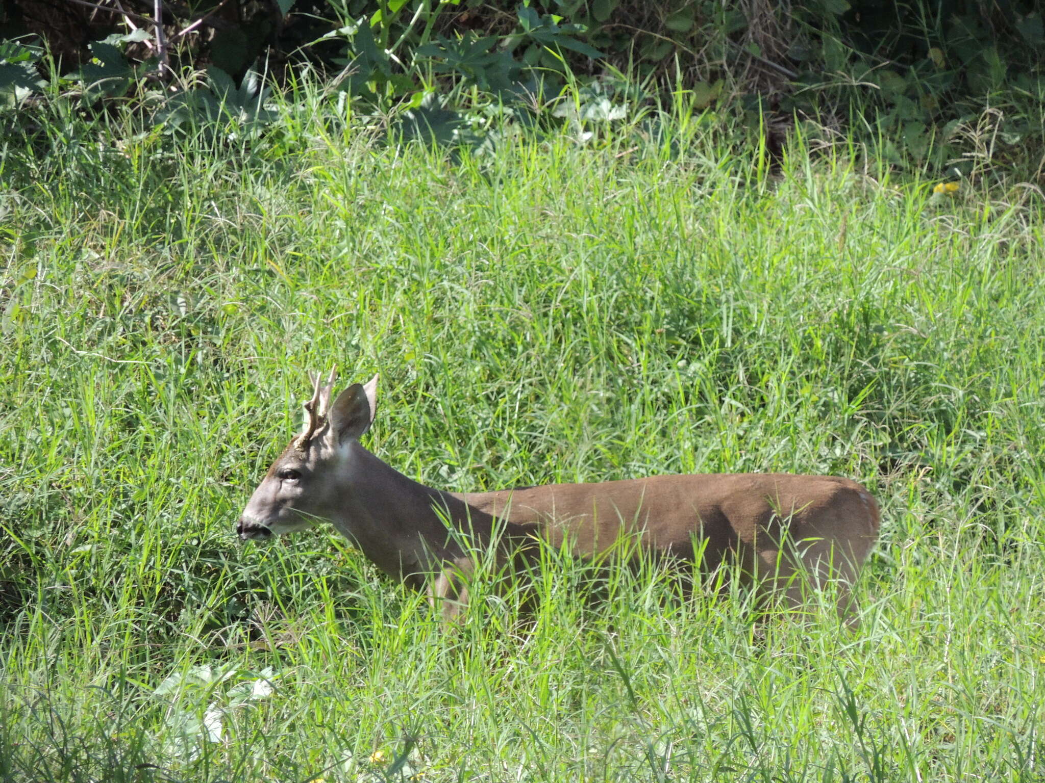 Image de Odocoileus virginianus yucatanensis (Hays 1872)