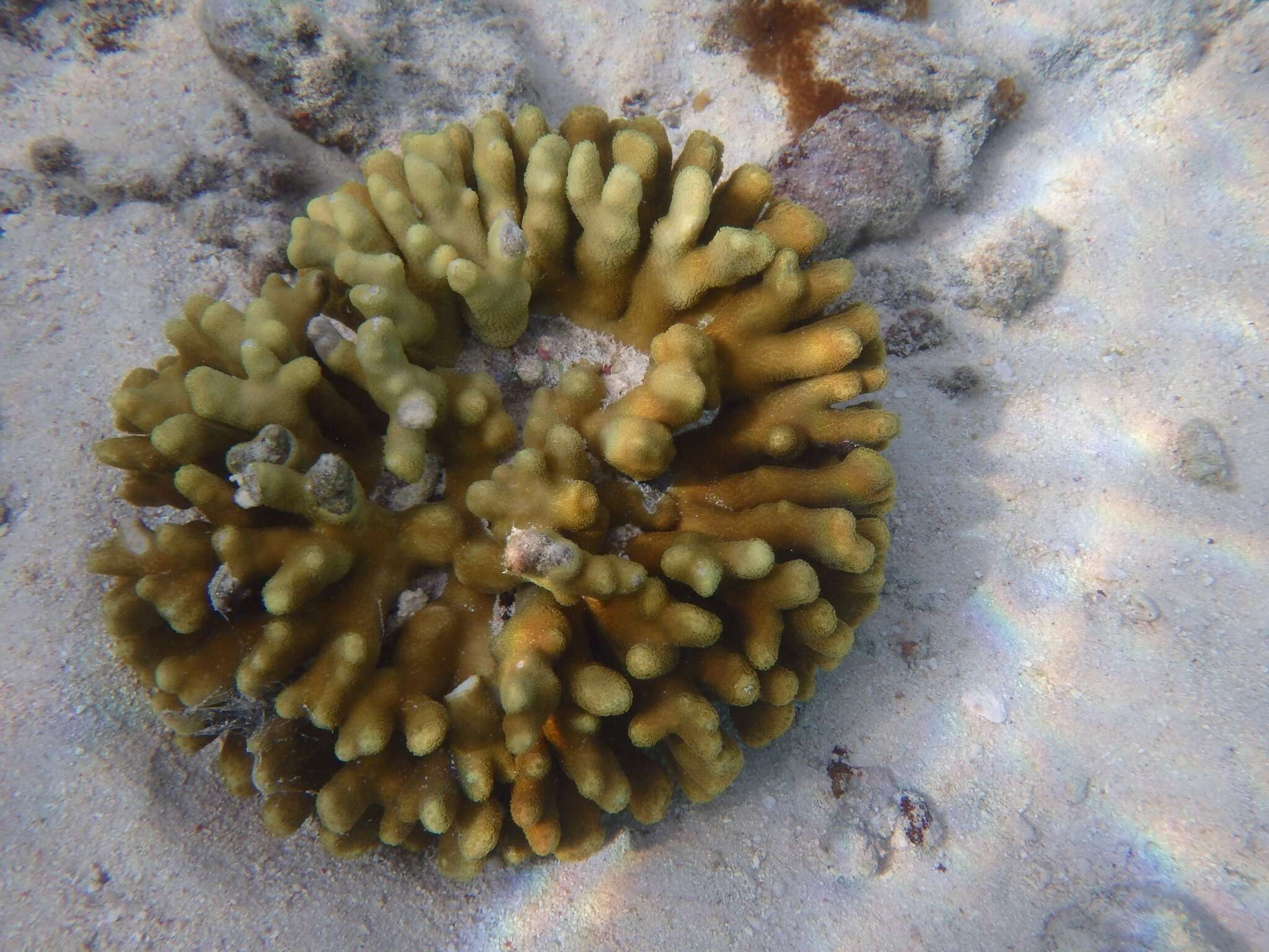 Porites attenuata Nemenzo 1955 resmi