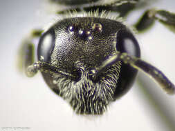 Image of Lasioglossum sphecodimorphum (Vachal 1892)