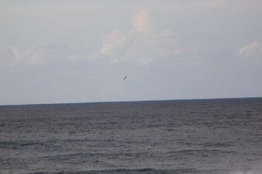 Image of North Pacific albatross