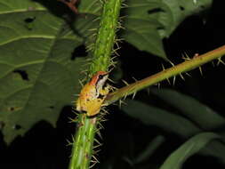 Image of Pristimantis omeviridis Ortega-Andrade, Rojas-Soto, Valencia, Espinosa de los Monteros, Morrone, Ron & Cannatella 2015