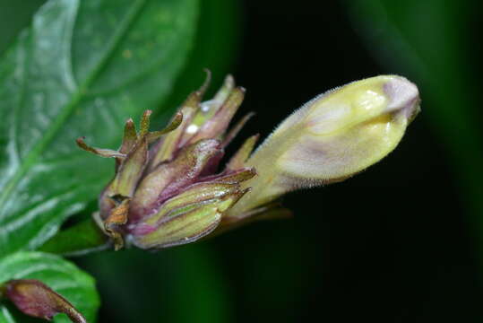 <i>Strobilanthes pentastemonoides</i> (Nees) T. Anderson resmi