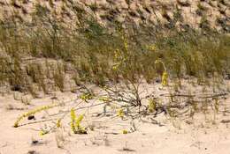 Image of Cytisus borysthenicus Gruner