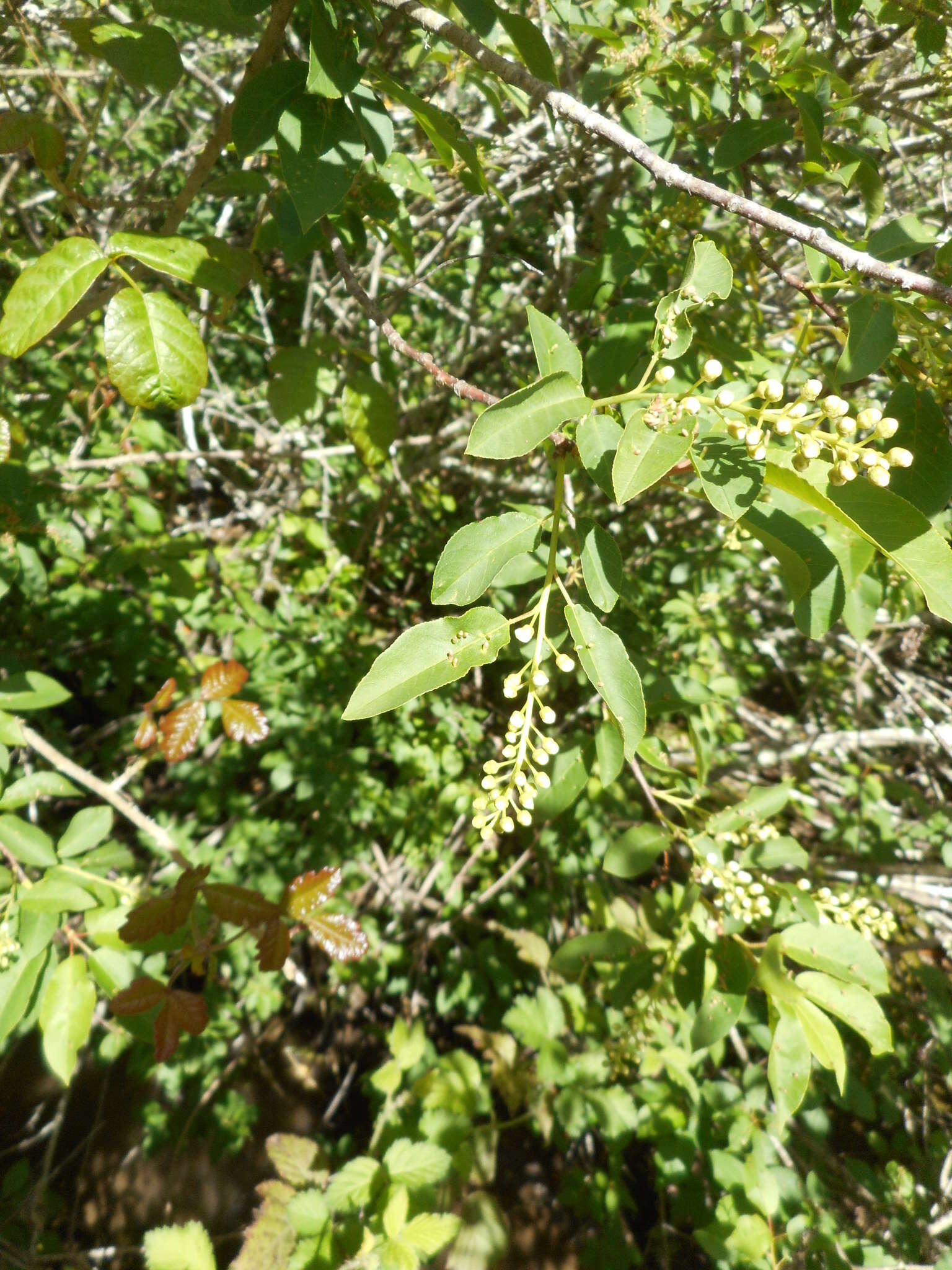 Imagem de Prunus virginiana var. demissa (Nutt.) Torr.