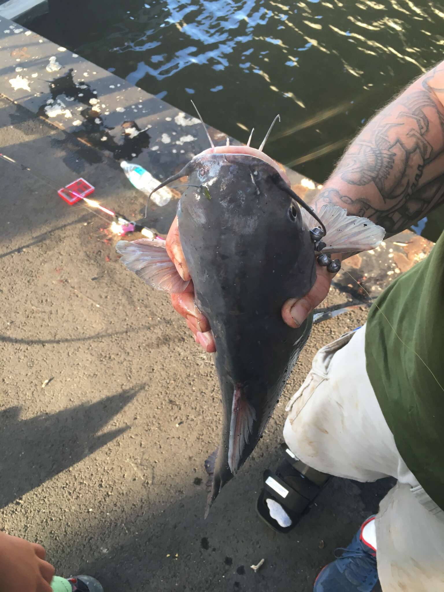 Image of Blue catfish