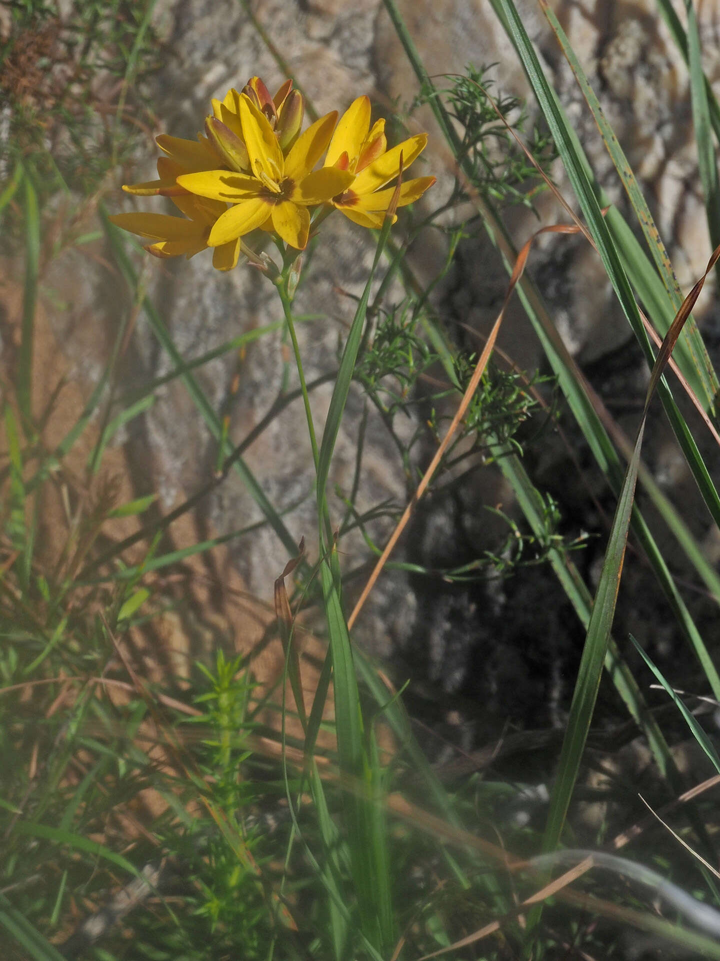 Image of Ixia dubia Vent.