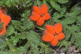 Image of Caiophora rosulata (Weddell) Urban & Gilg