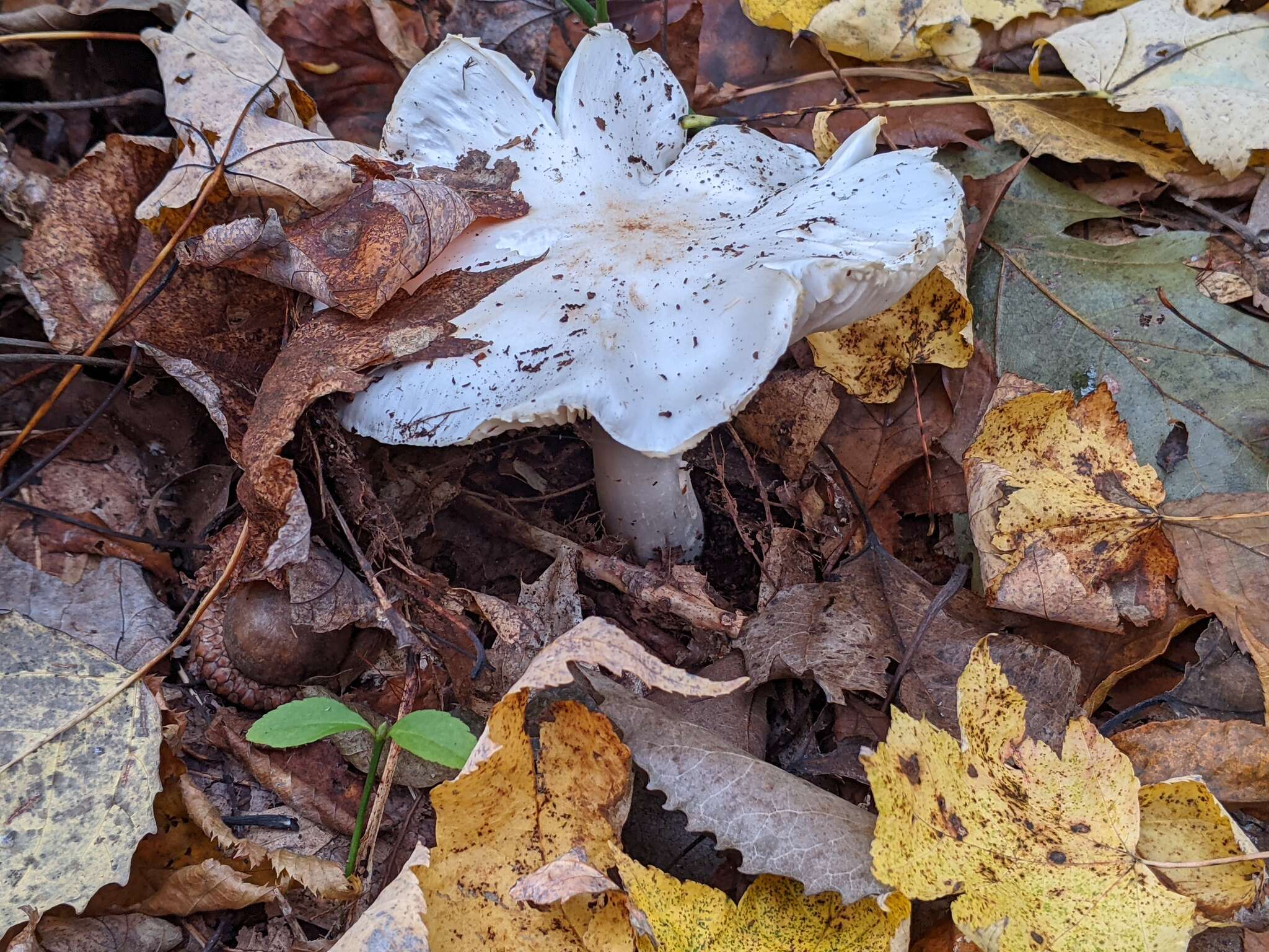 Image of Tricholoma subresplendens (Murrill) Murrill 1914