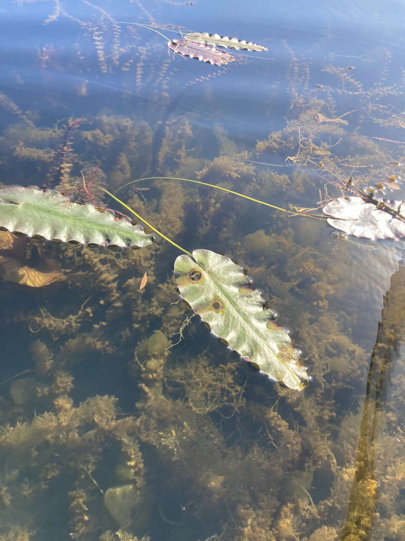 Image of yellow pond-lily