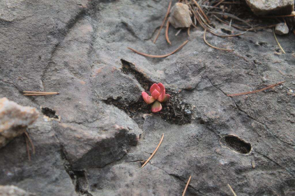 Image of Grahamia coahuilensis (S. Wats.) G. D. Rowley