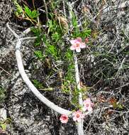 Image of Pelargonium incarnatum (L.) Moench