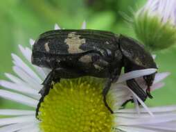 Glycyphana fulvistemma Motschulsky 1858 resmi