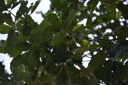 صورة Quercus peduncularis Née