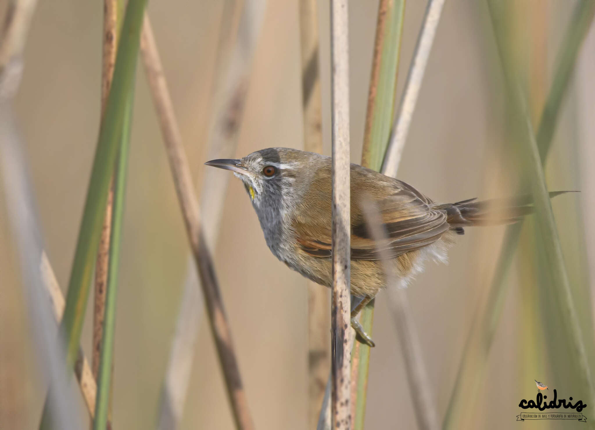 Image of Sulphur-bearded Reedhaunter