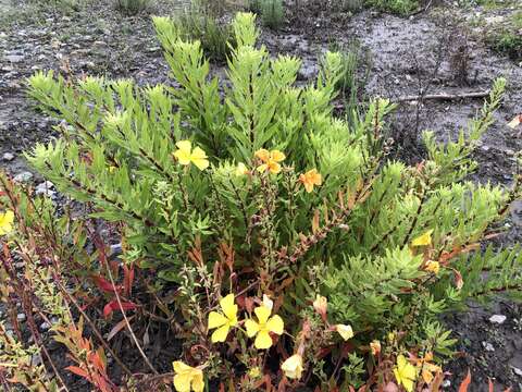 Oenothera elata subsp. hookeri (Torrey & A. Gray) W. Dietrich & W. L. Wagner的圖片