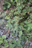 Image of lesser hemp-nettle