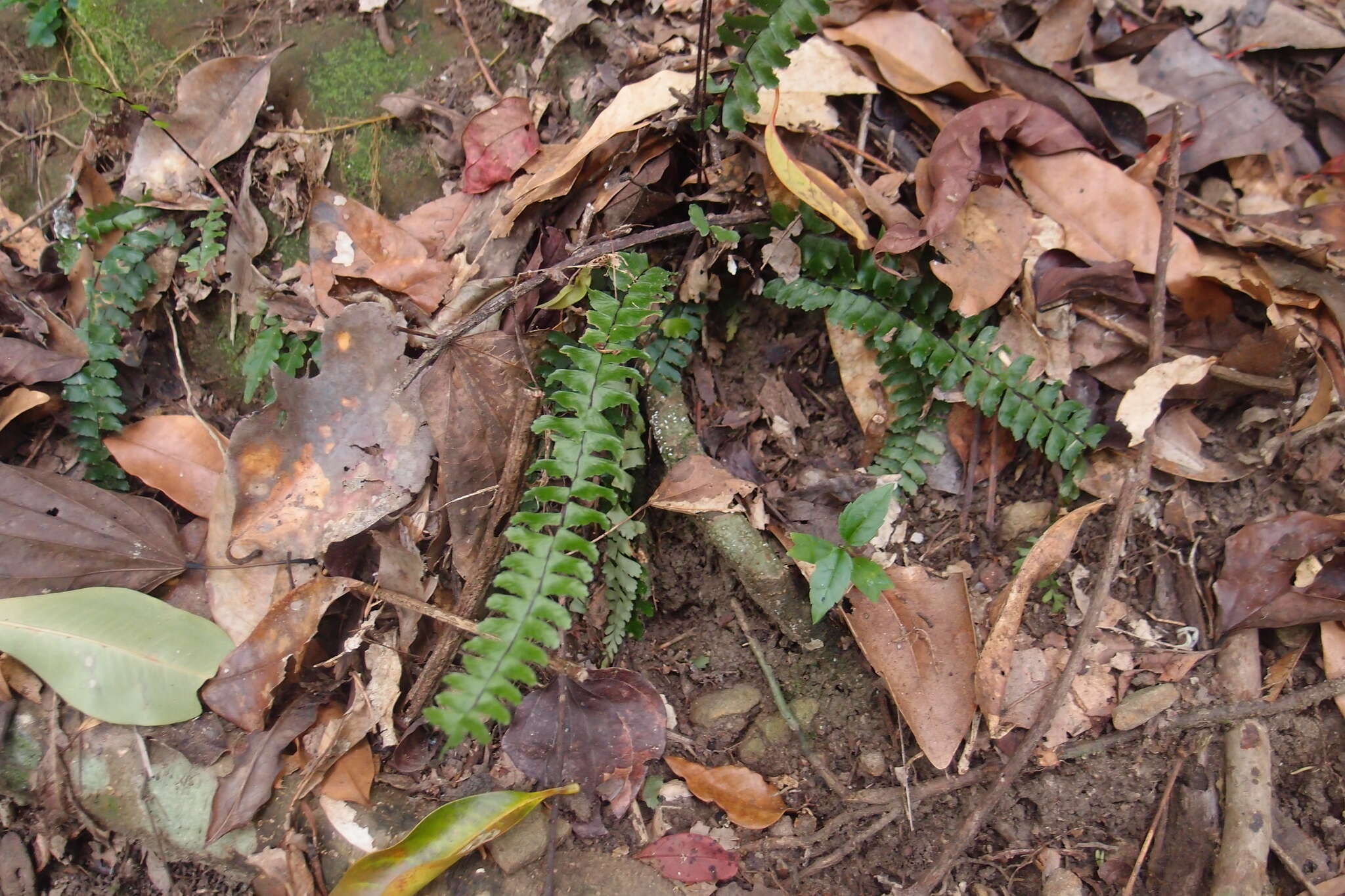 Image de Asplenium normale D. Don