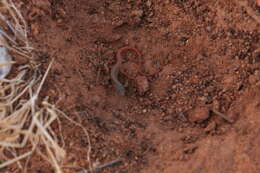 Image of Guinea Fringe-fingered Lizard