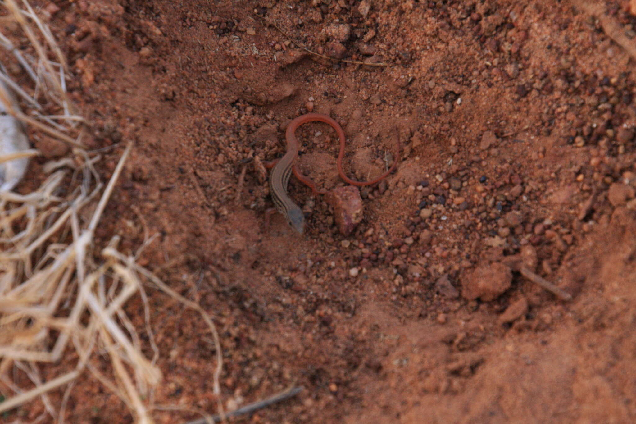 Image of Guinea Fringe-fingered Lizard