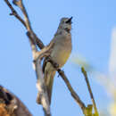 صورة Colluricincla harmonica brunnea Gould 1841