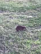 Image of Nuyts Southern Brown Bandicoot