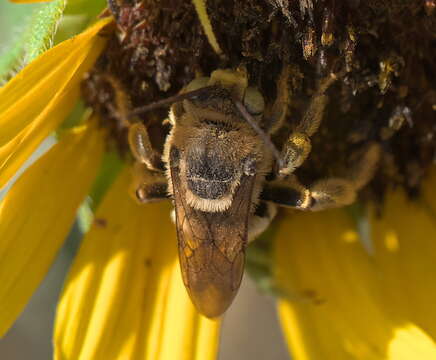 صورة Svastra obliqua obliqua (Say 1837)