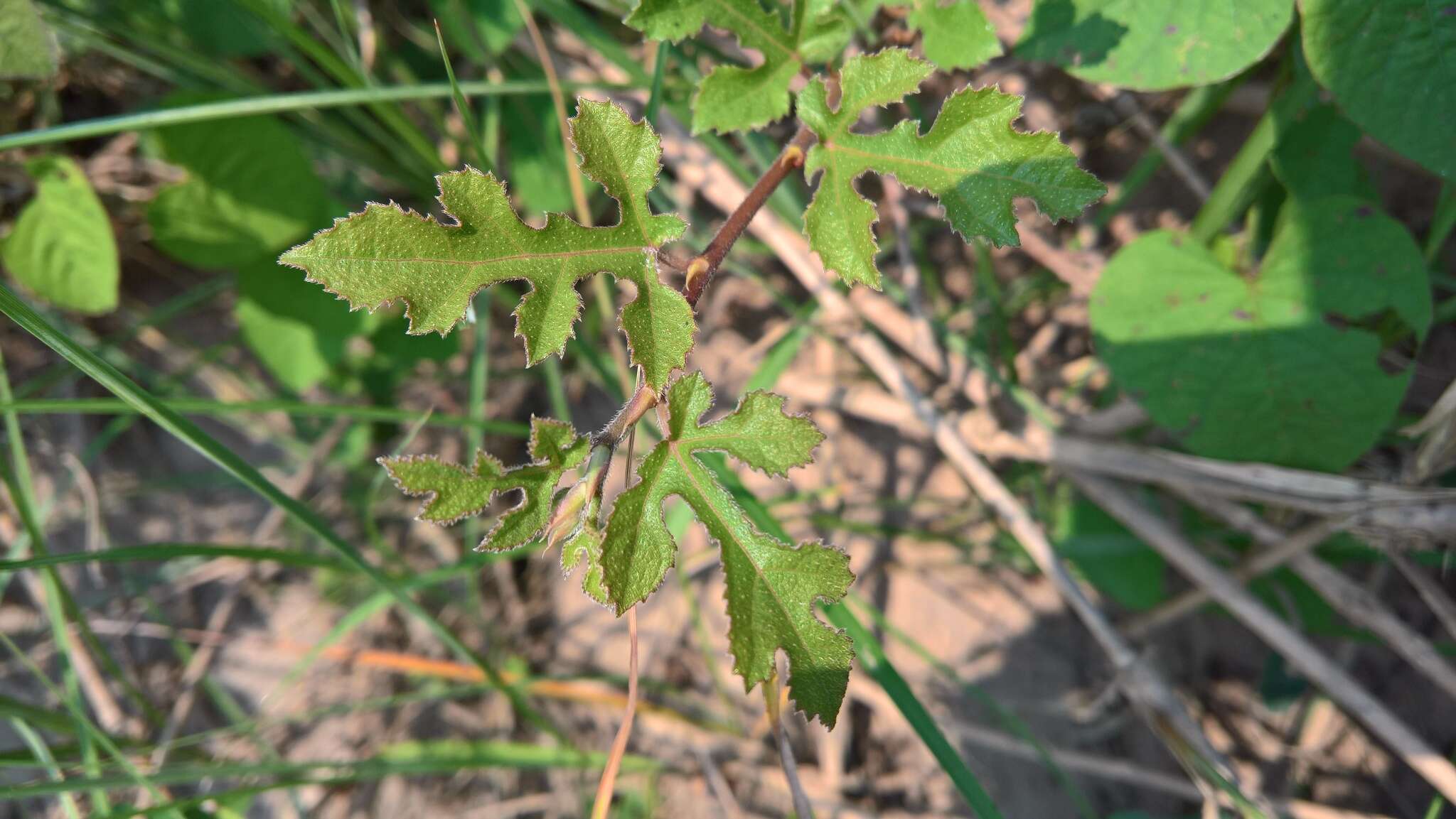 Image of Ficus heterophylla L. fil.