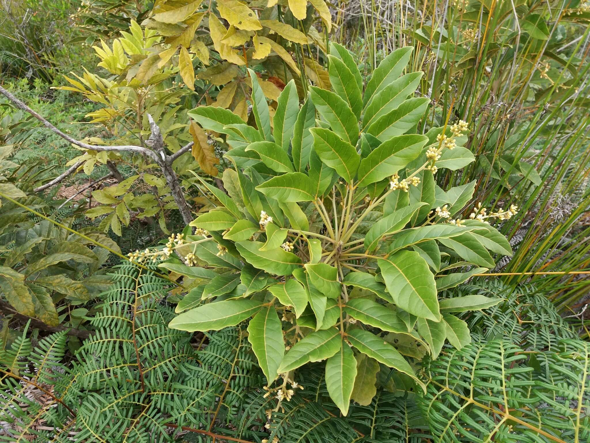 Image of Didymocheton rufescens subsp. rufescens