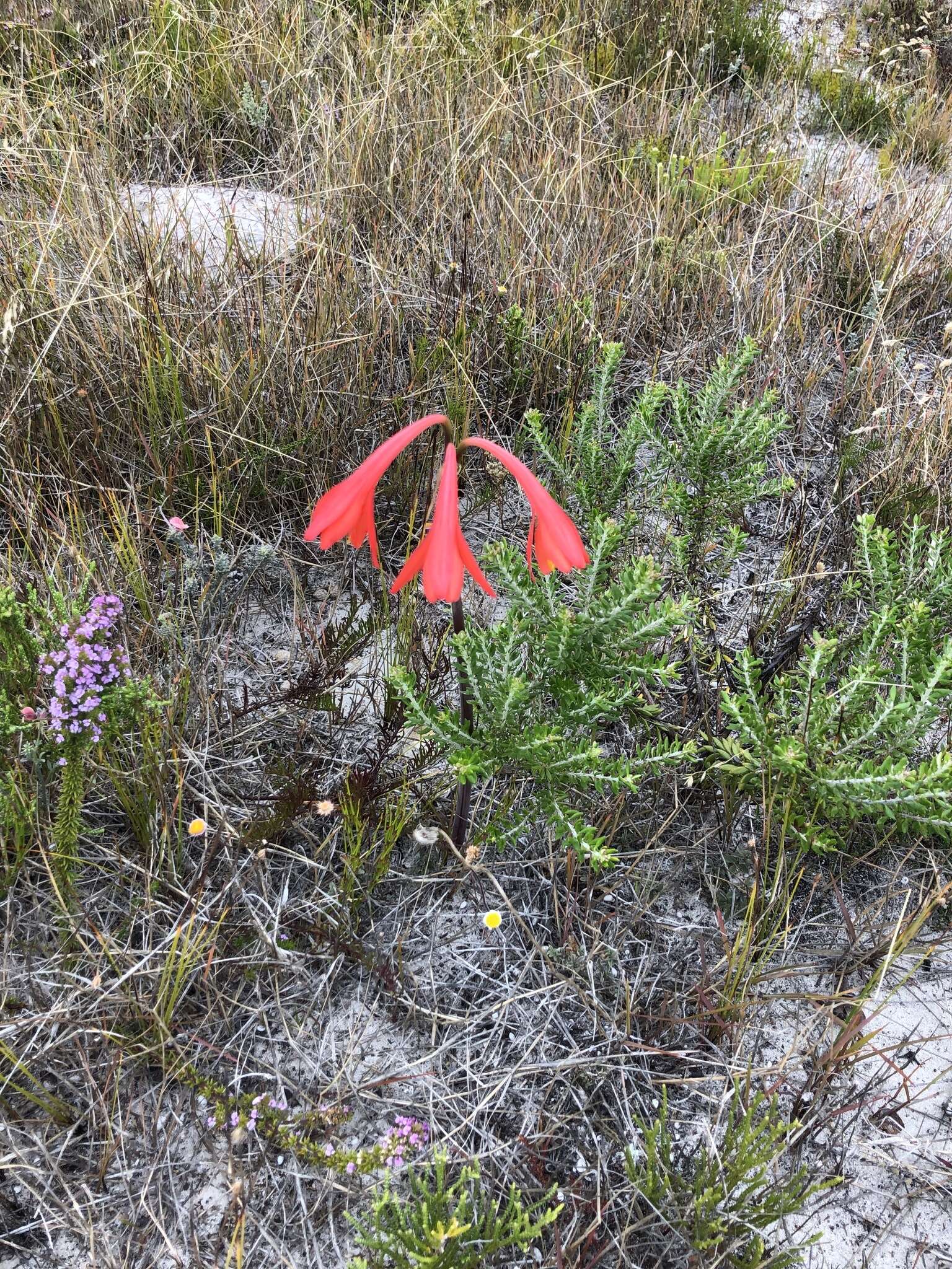 Image of Cyrtanthus fergusoniae L. Bolus