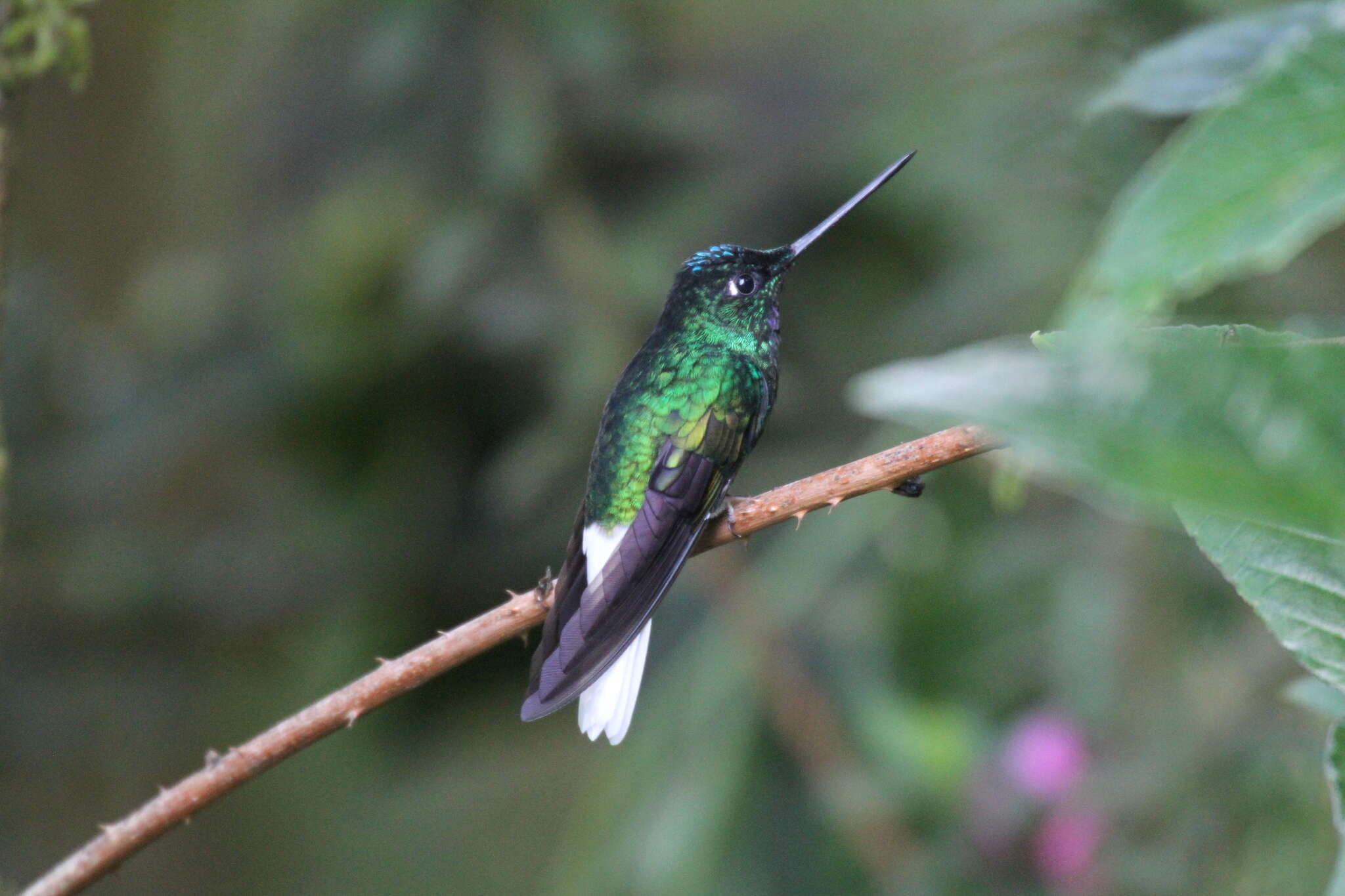 Image of White-tailed Starfrontlet