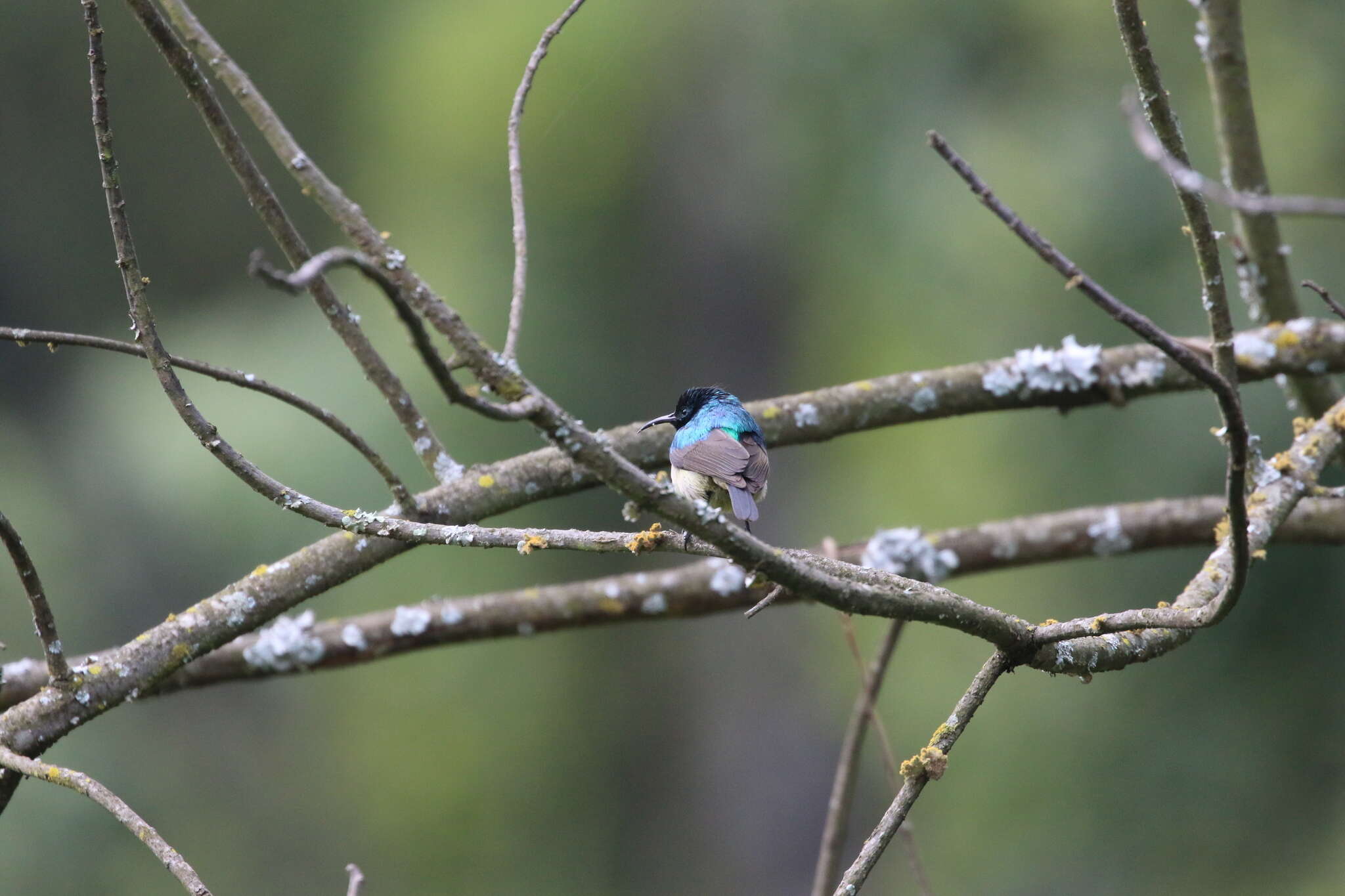 Image of Eastern Double-collared Sunbird