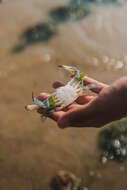 Image of Pacific blue swimming crab