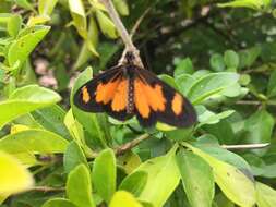 Image de Acraea acerata Hewitson 1874