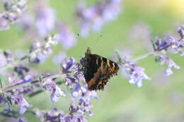 Imagem de Aglais urticae Linnaeus 1758