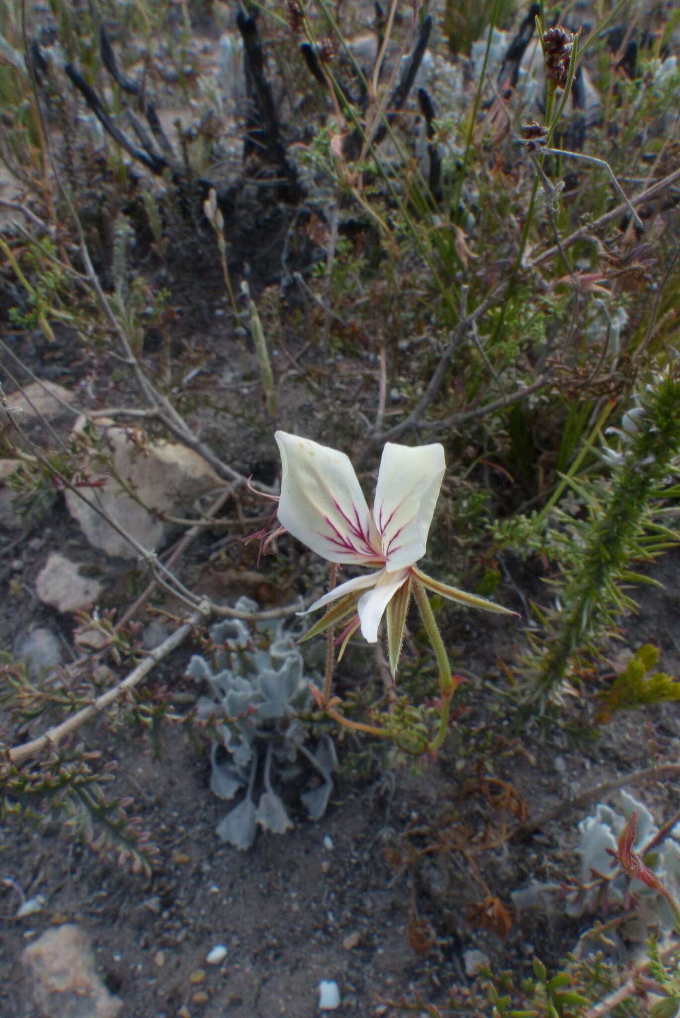 Image of Pelargonium caucalifolium Jacq.