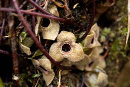 Image of Asarum taipingshanianum S. F. Huang, T. H. Hsieh & T. C. Huang
