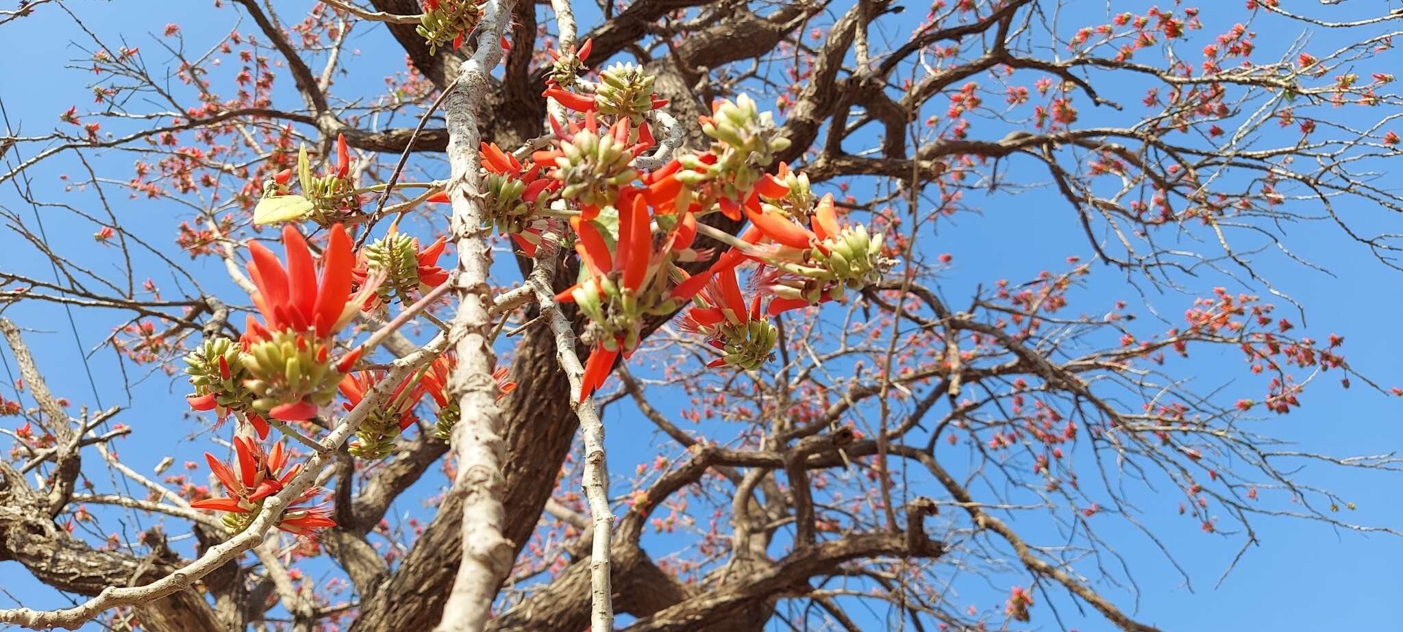 Image of Erythrina suberosa Roxb.