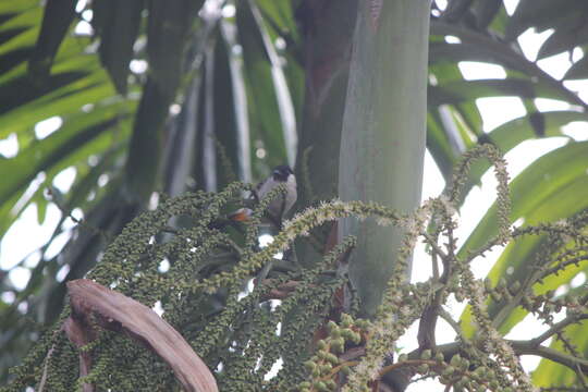 Image of Sooty-headed Bulbul