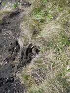 Image of Brown Lemming