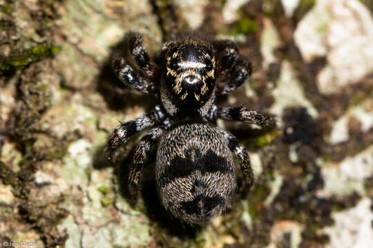 Image of Corythalia conferta