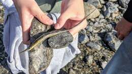 Image of Northern Pipefish