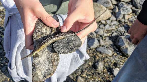 Image of Northern Pipefish