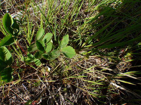 Image of Virginia strawberry