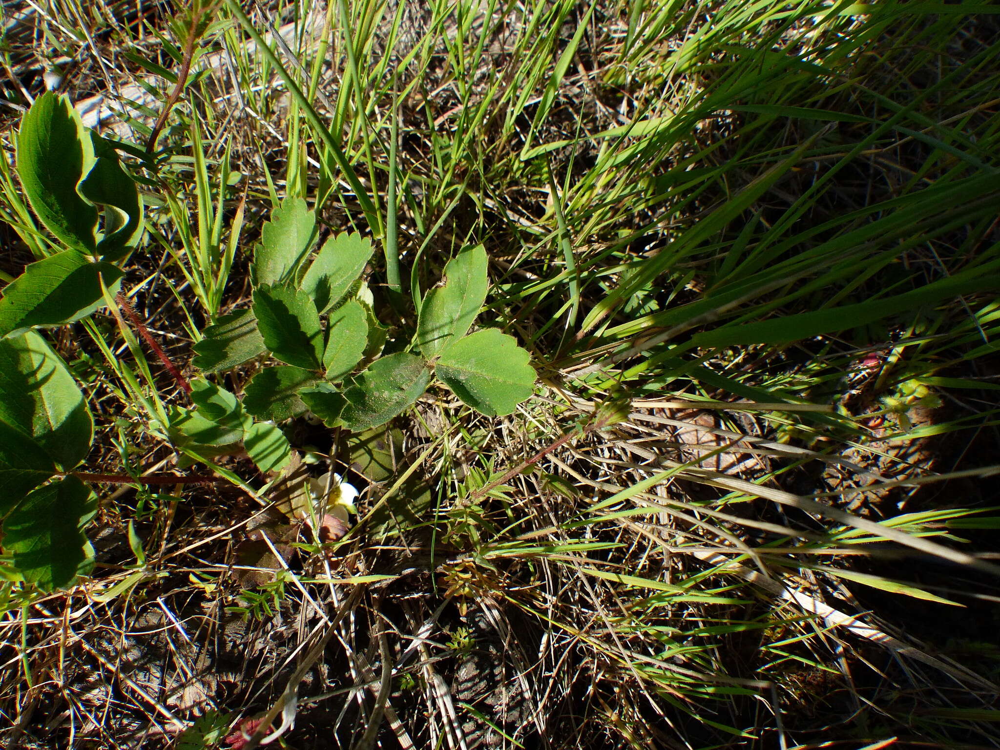 Image of Virginia strawberry