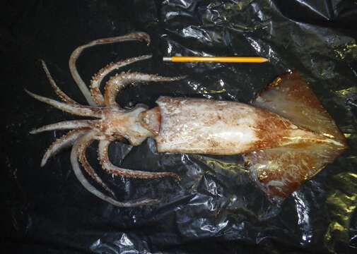 Image of Schoolmaster gonate squid