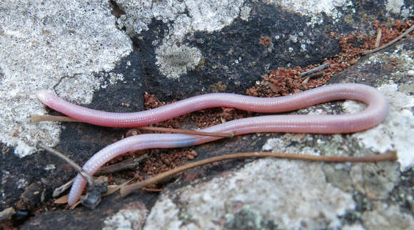 Image of Lang's Worm Lizard