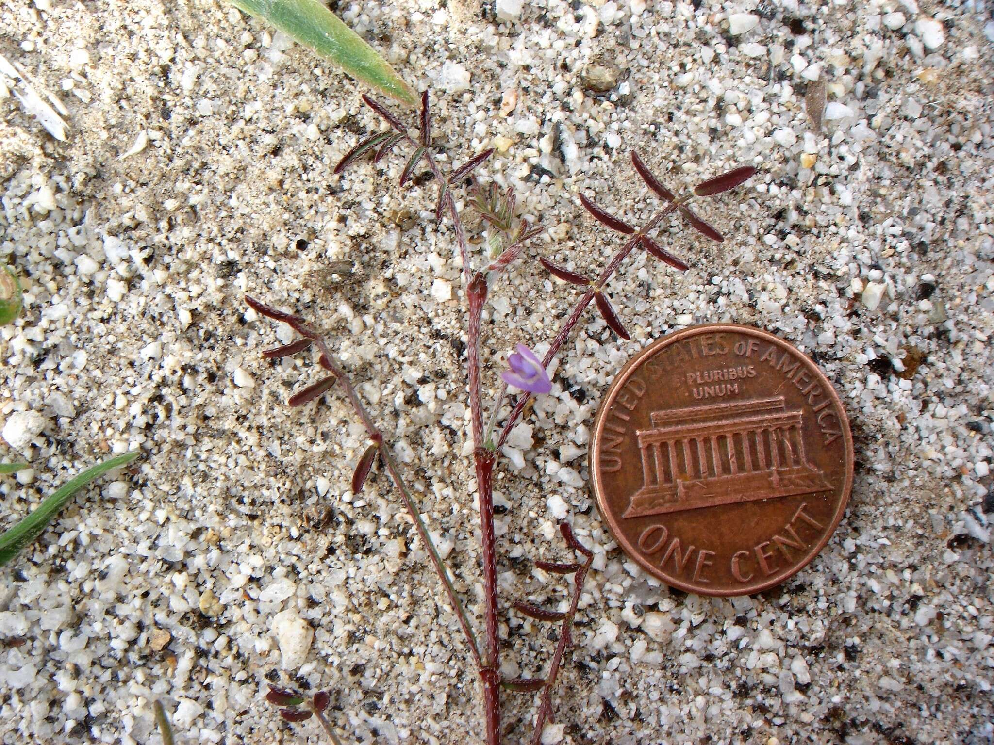 Imagem de Astragalus nuttallianus var. cedrosensis M. E. Jones