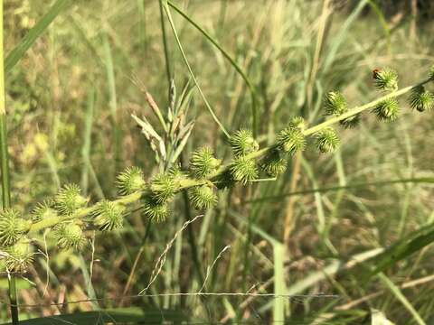 Image of Agrimony