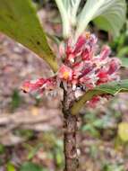 Image of Glossoloma ichthyoderma (Hanst.) J. L. Clark